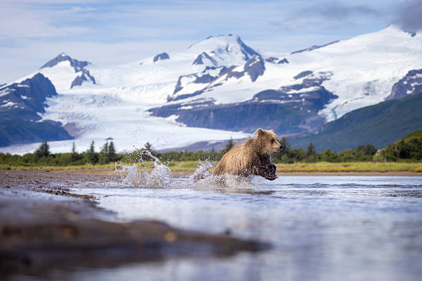 Coastal brown bear cub in Katmai National Park