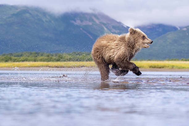 istock Coastal brown bear cub in Katmai National Park 2219382400