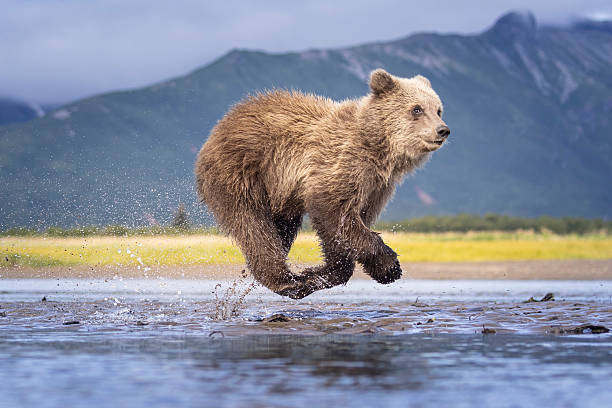 istock Coastal brown bear cub in Katmai National Park 2219382403