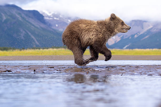 istock Coastal brown bear cub in Katmai National Park 2219382405