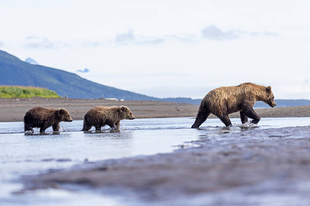 istock Coastal brown bear with her cubs in Hallo Bay 2219382413