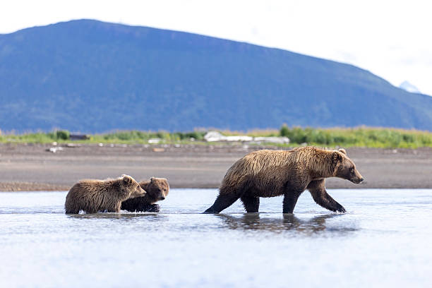 istock Coastal brown bear with her cubs in Hallo Bay 2219382415