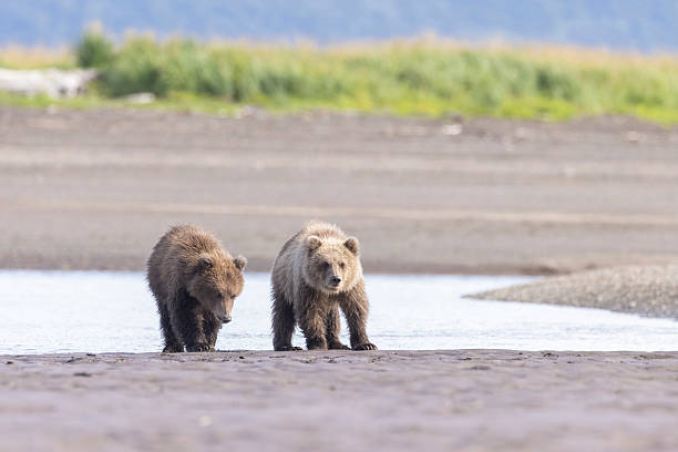 istock Coastal brown bear cub in Katmai National Park 2219382453