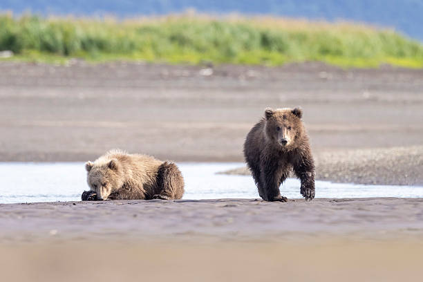 istock Coastal brown bear cub in Katmai National Park 2219384427