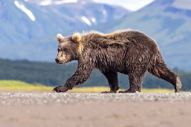 istock Coastal brown bear cub in Katmai National Park 2219384436