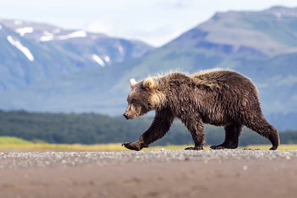istock Coastal brown bear cub in Katmai National Park 2219384437