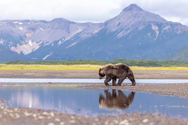 istock Coastal brown bear cub in Katmai National Park 2219384441