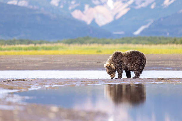 istock Coastal brown bearin Katmai National Park 2219384464