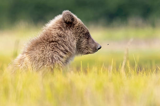 istock Coastal brown bearin Katmai National Park 2219384519