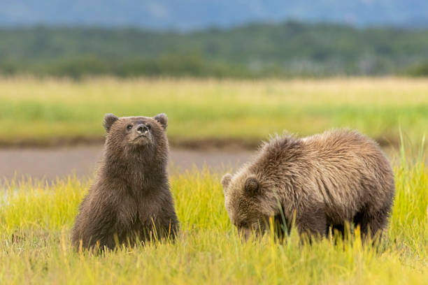 Wild coastal brown bear cub in Hallo Bay in Katmai National Park in Alaska.