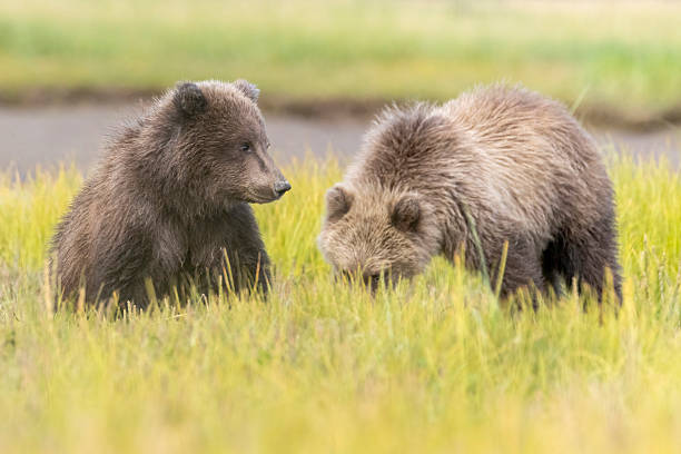 istock Coastal brown bear cub in Katmai National Park 2219384534