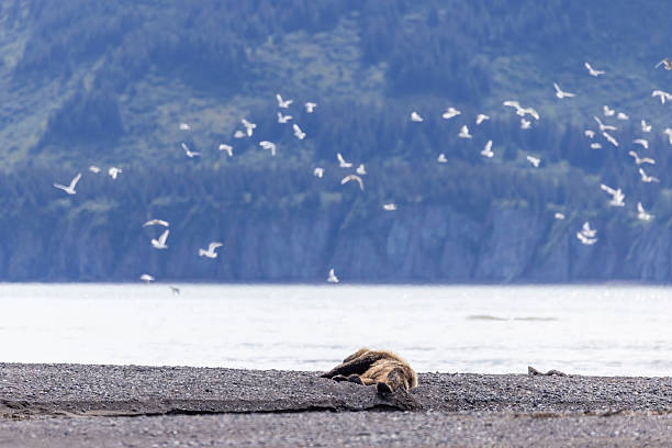 A wild coastal brown bear in Katmai National Park's Hallo Bay in Alaska.