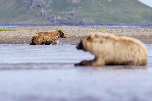 istock Coastal brown bear in Katmai National Park's Hallo Bay 2219384607