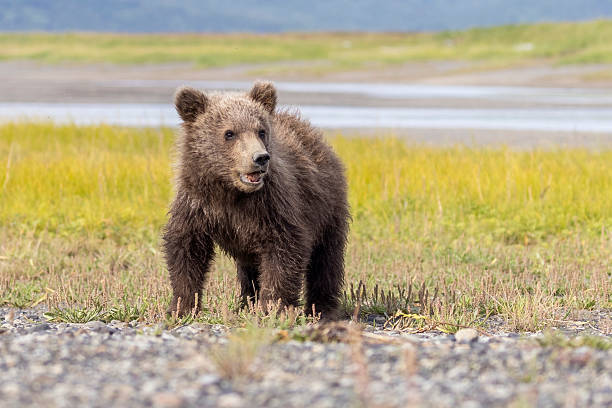 istock Coastal brown bear cub in Hallo Bay 2219384628