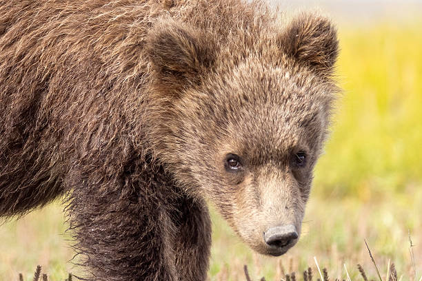 istock Coastal brown bear cub in Hallo Bay 2219384633