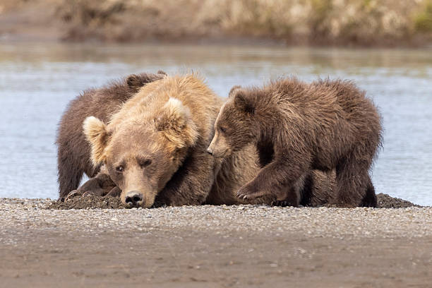 istock Coastal brown bear mother nurses her cubs in Hallo Bay 2219384644