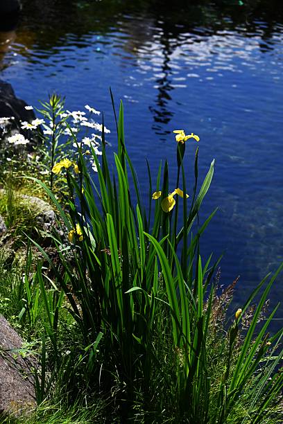 istock Yellow iris (Iris pseudacorus) flowers. Iridaceae perennial plants. 2219384653