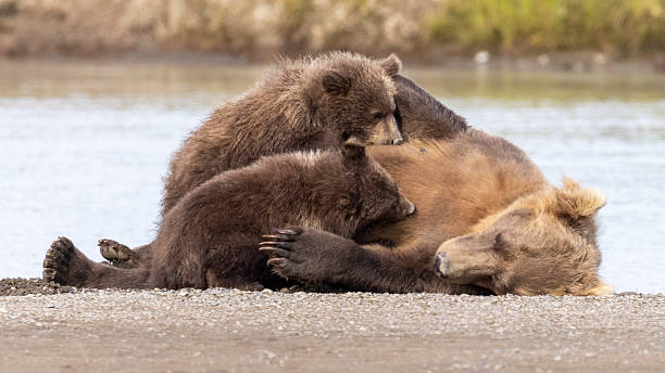 istock Coastal brown bear mother nurses her cubs in Hallo Bay 2219384676