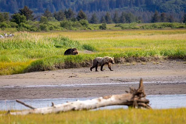 istock Coastal brown bear in Katmai National Park's Hallo Bay 2219384752