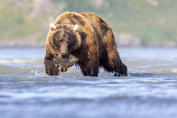 istock Coastal brown bear in Katmai National Park's Hallo Bay 2219385836