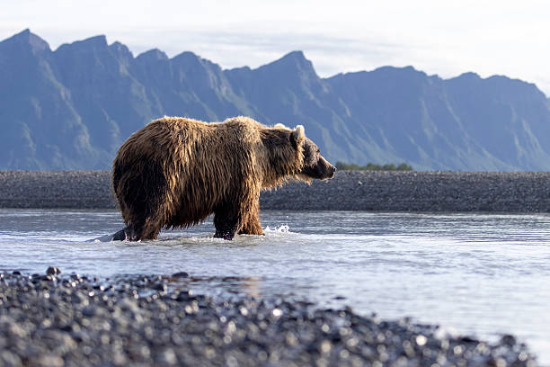 istock Coastal brown bear in Hallo Bay 2219386845