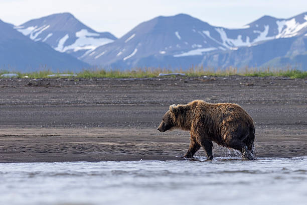 istock Coastal brown bear in Hallo Bay 2219386847
