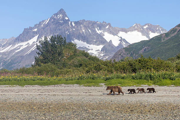 istock Coastal brown bear with cubs in Katmai National Park 2219386909