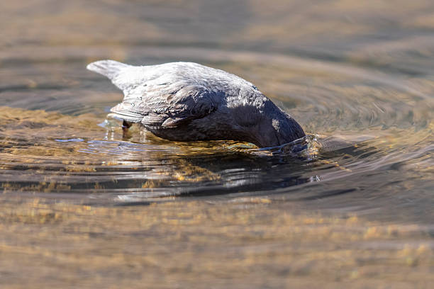 istock American dipper in Wyoming 2219387180