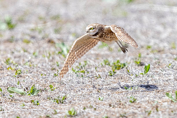 istock Burrowing owls in Colorado 2219387321