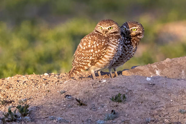 istock Burrowing owls in Colorado 2219387342