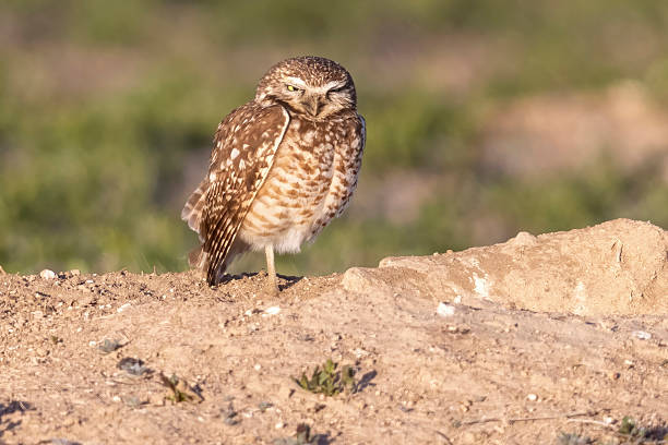 istock Burrowing owls in Colorado 2219387353