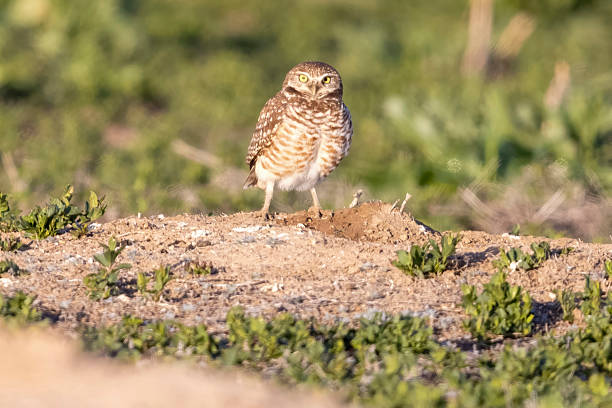 istock Burrowing owls in Colorado 2219387354