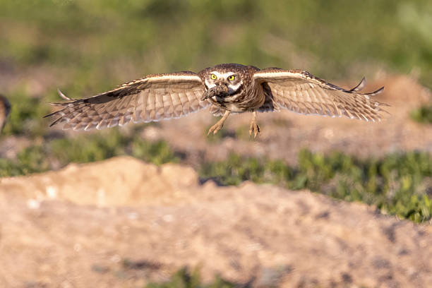 Wild burrowing owls at a wildlife refuge in Colorado.