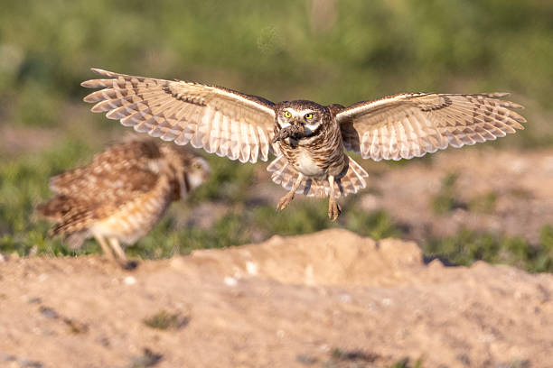 istock Burrowing owls in Colorado 2219387362