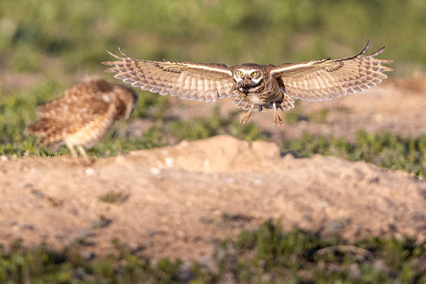 istock Burrowing owls in Colorado 2219387365