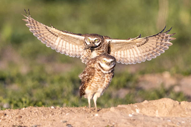 istock Burrowing owls in Colorado 2219387367