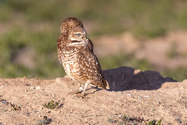 istock Burrowing owls in Colorado 2219387389