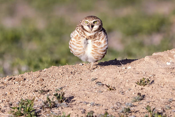 istock Burrowing owls in Colorado 2219387474