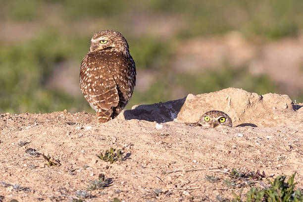 Wild burrowing owls at a wildlife refuge in Colorado.