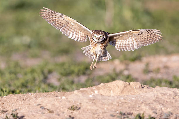 istock Burrowing owls in Colorado 2219387542