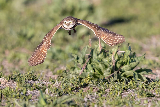 istock Burrowing owls in Colorado 2219387556
