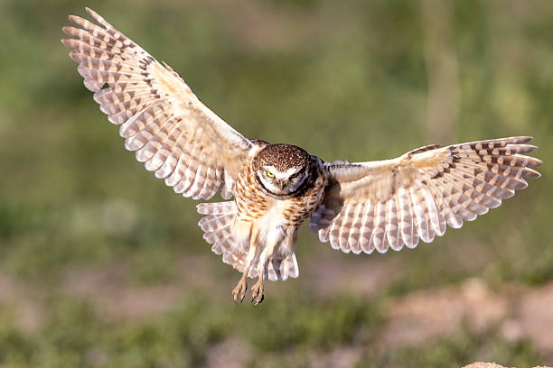 istock Burrowing owls in Colorado 2219387557