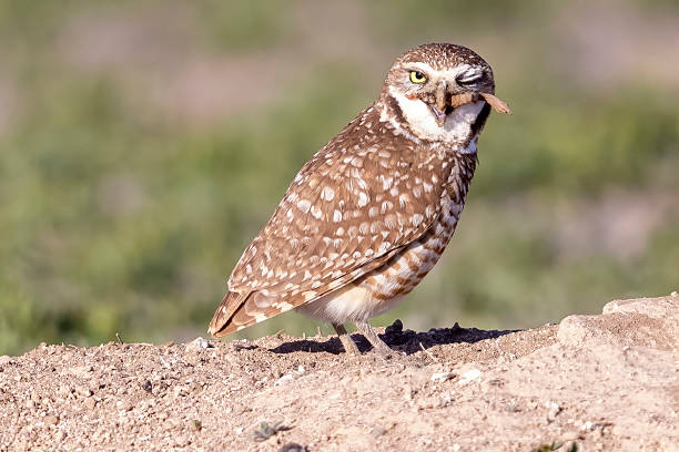 istock Burrowing owls in Colorado 2219387736