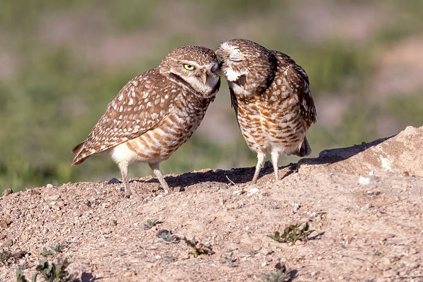 istock Burrowing owls in Colorado 2219388283