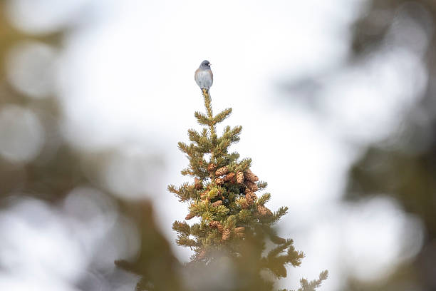 istock Dark-eyed junco in Colorado 2219388442