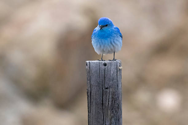 istock Mountain bluebird in Colorado 2219388606