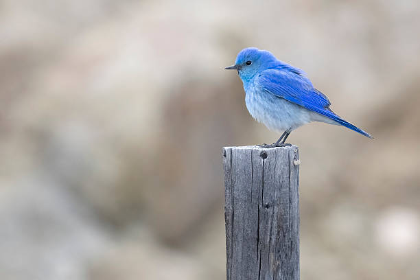 istock Mountain bluebird in Colorado 2219388615
