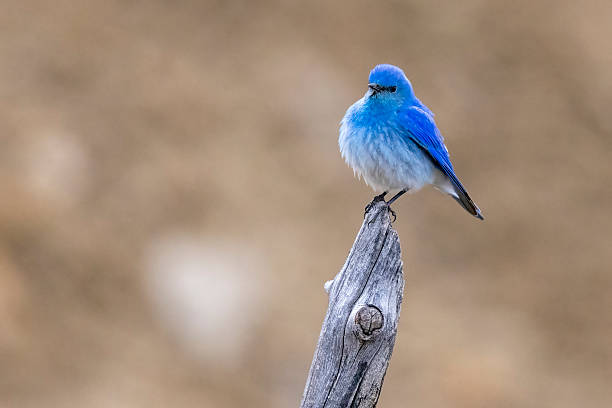 istock Mountain bluebird in Colorado 2219388629