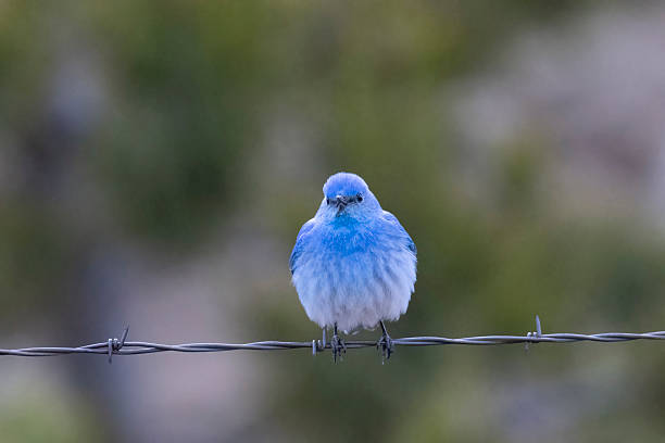 istock Mountain bluebird in Colorado 2219388631