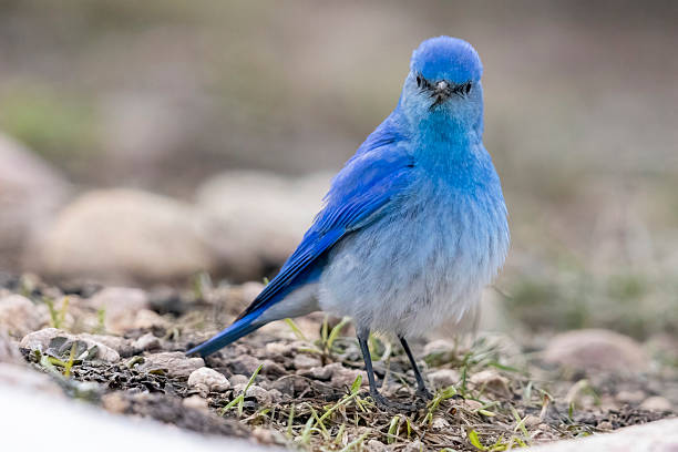 istock Mountain bluebird in Colorado 2219388633